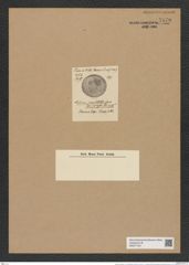 Auliscus robustus (Tr. et Witt) Rattr. (de-Toni-Nr.: Genus 171, Species 4306) Zeichnungen Sammlung Grunow Nr. 7870 (NHMW-BOT-W0377130)